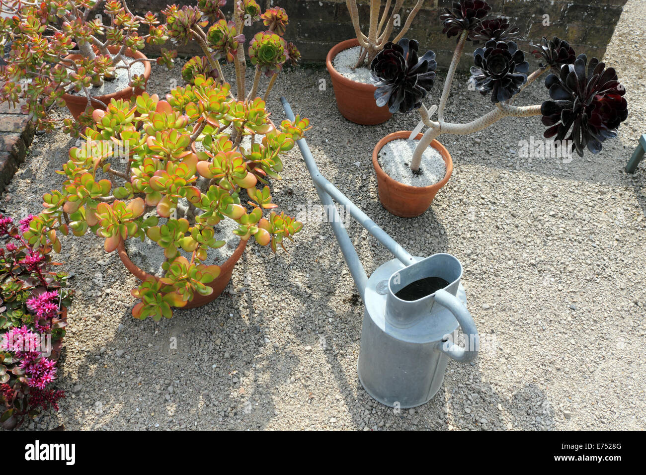 Succulents in terracotta pots hires stock photography and images Alamy