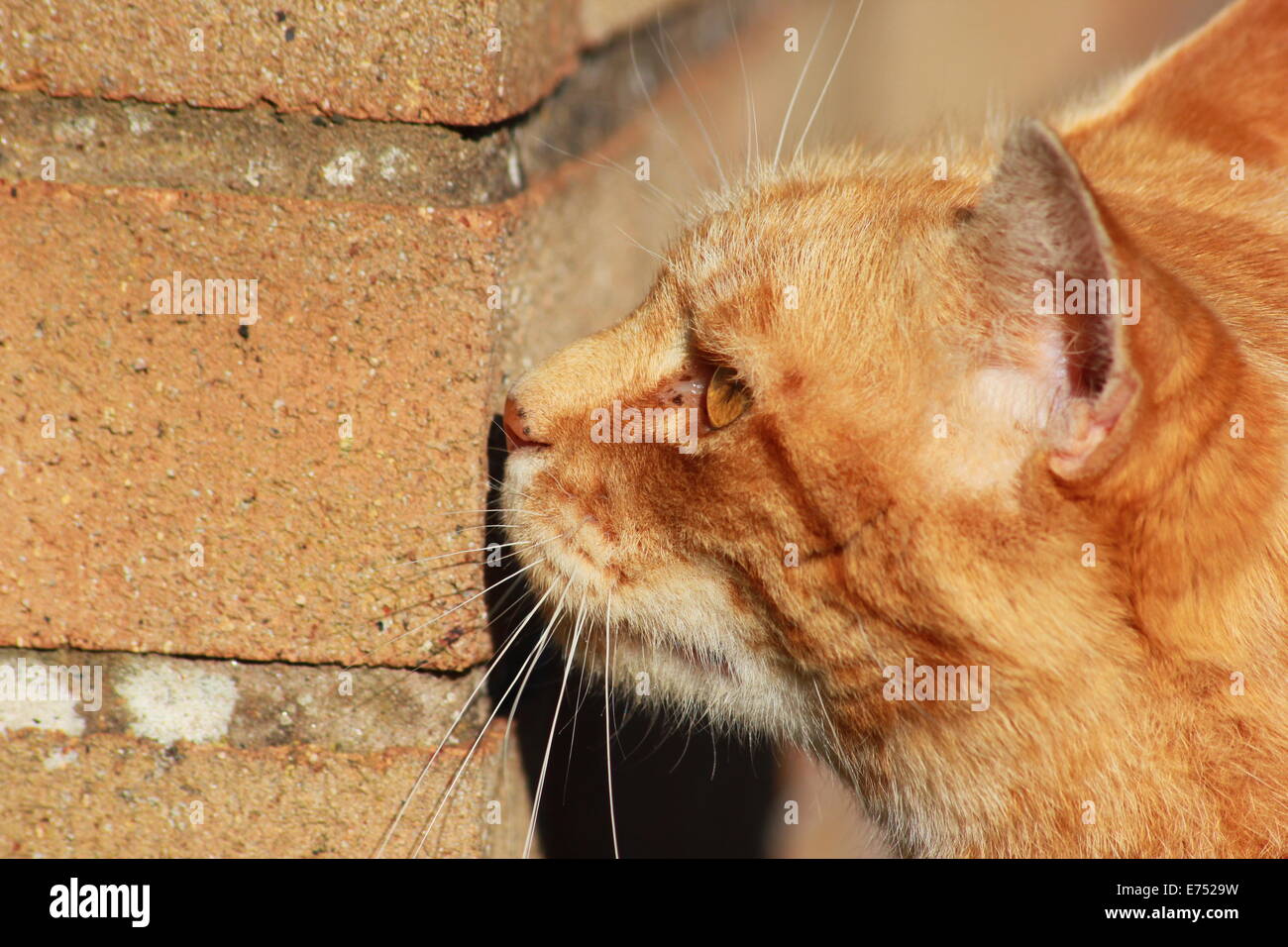 Ginger cat sniffing brick wall Stock Photo Alamy