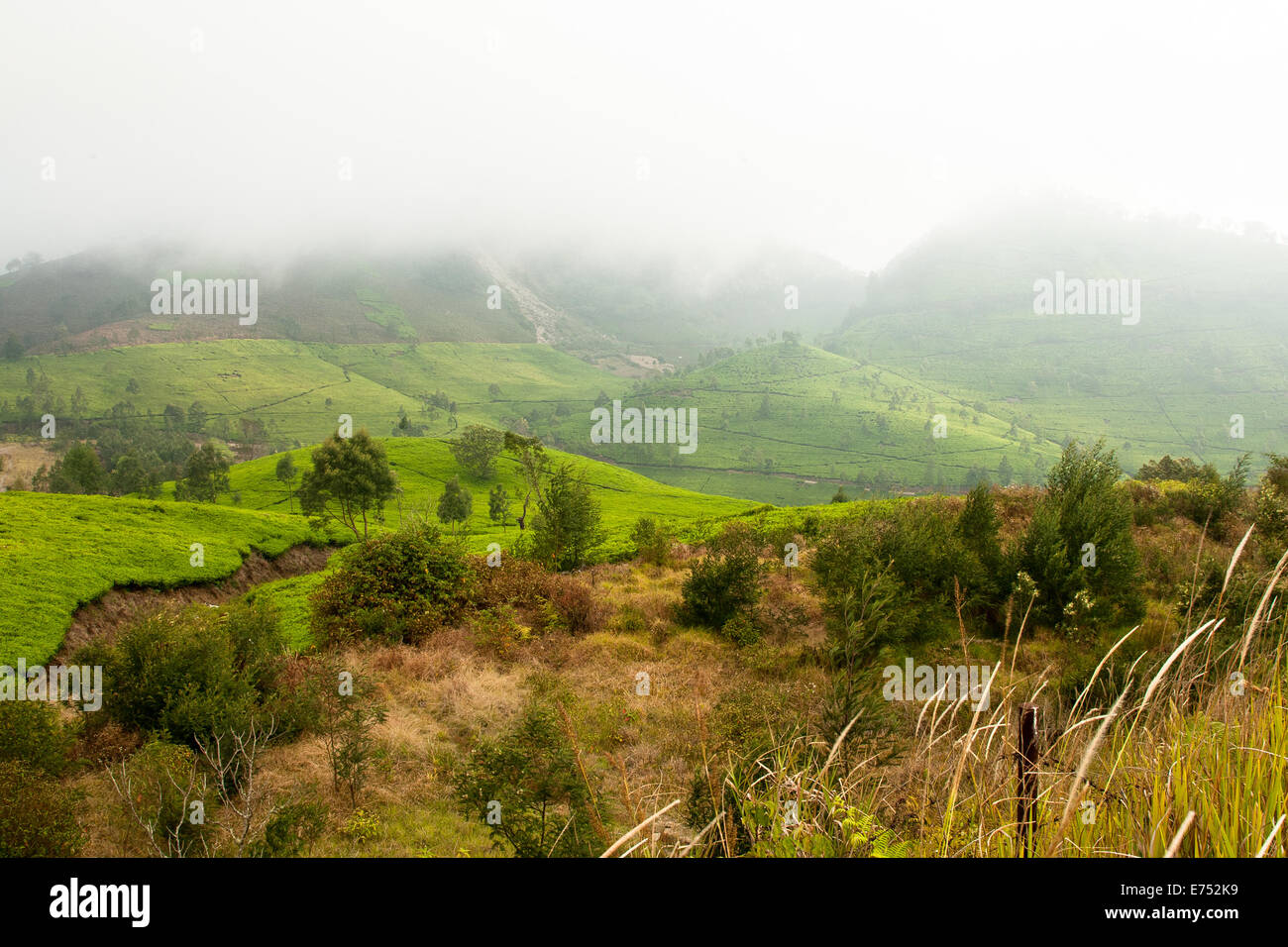 Agriculture in Java Stock Photo