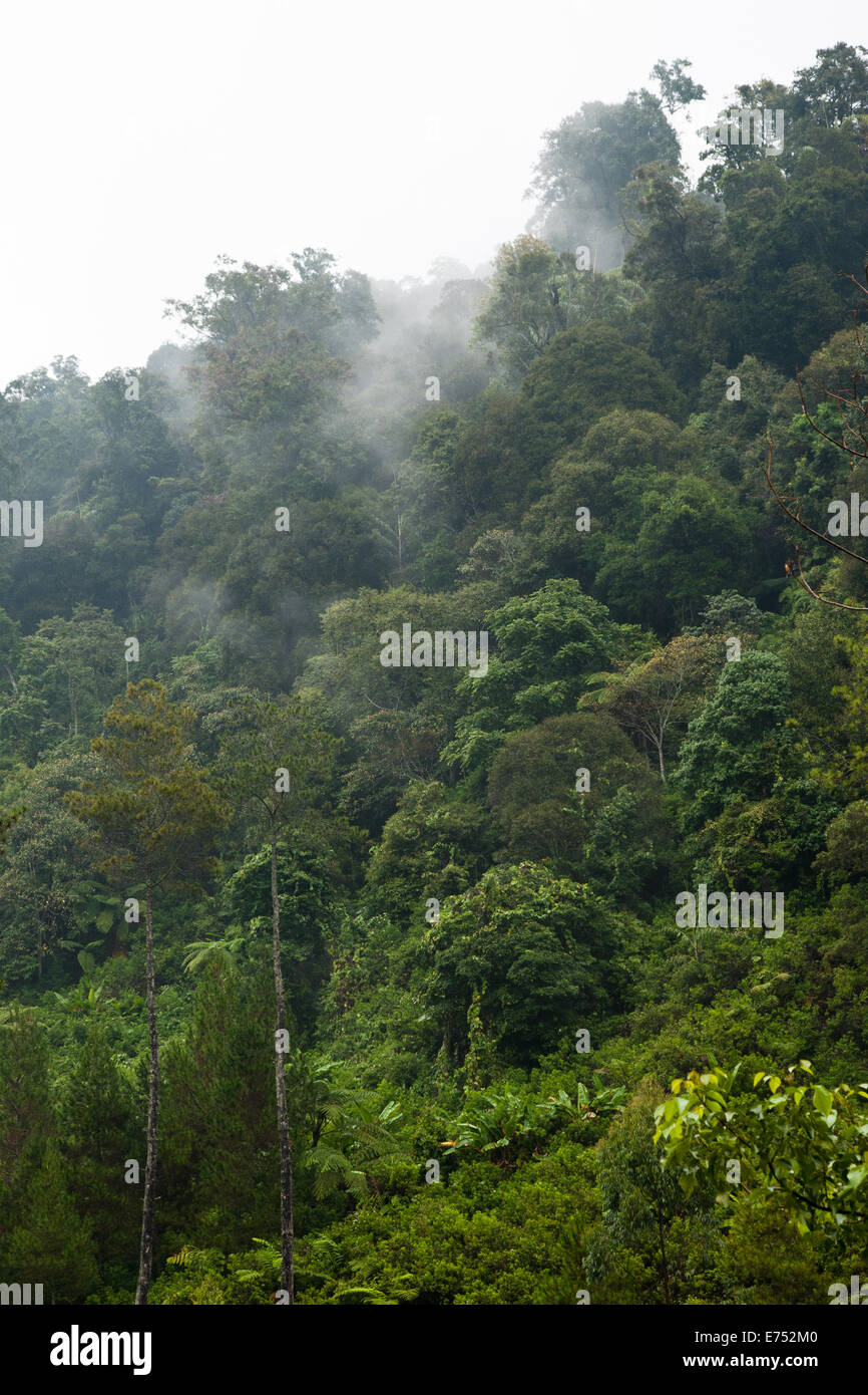 Java forest hi-res stock photography and images - Alamy