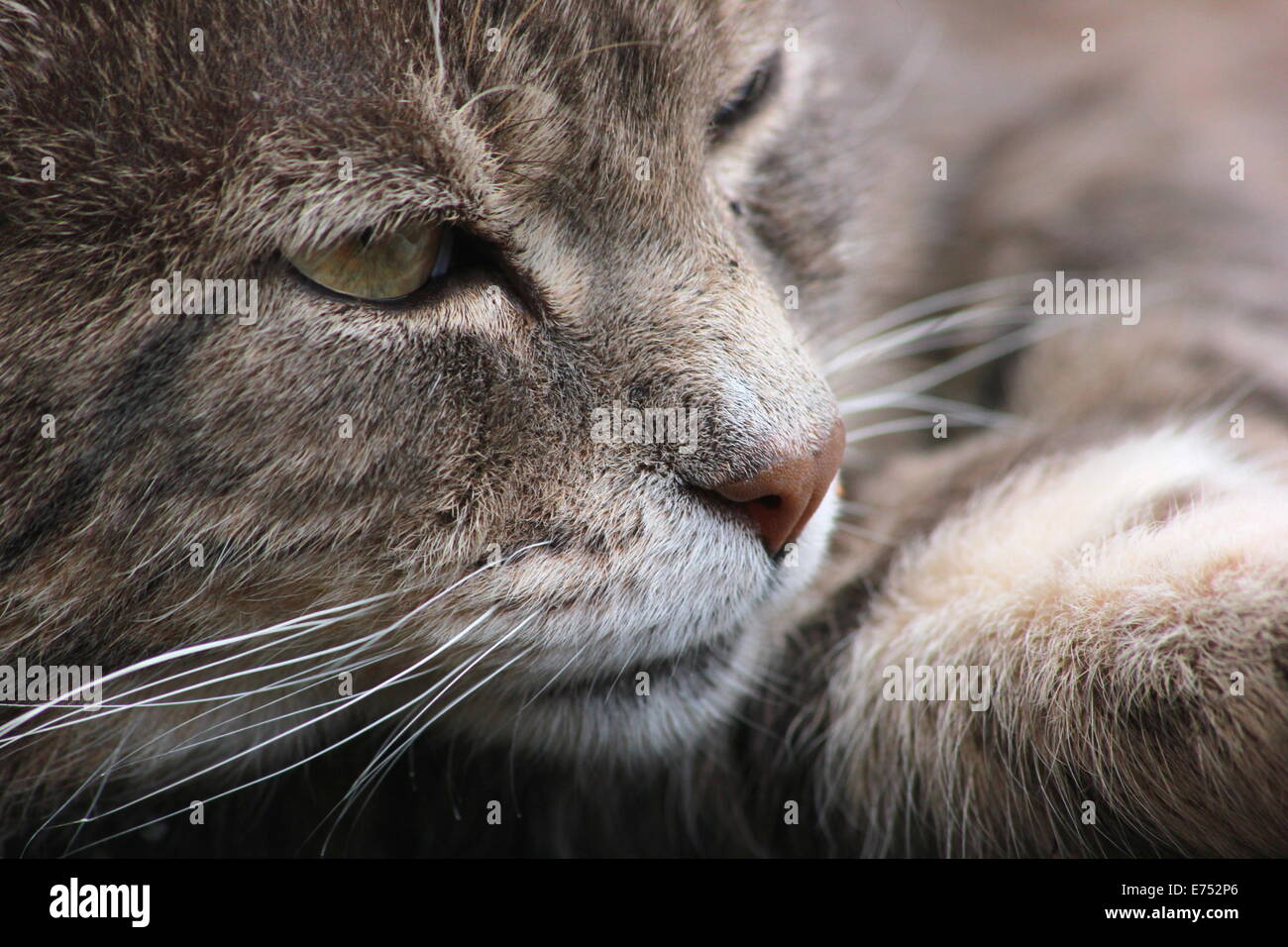 Close-up of tabby cat Stock Photo - Alamy
