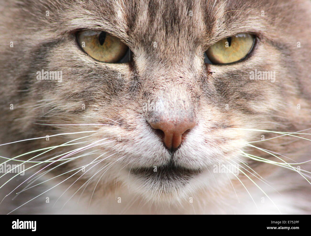 Close-up of tabby cat Stock Photo - Alamy