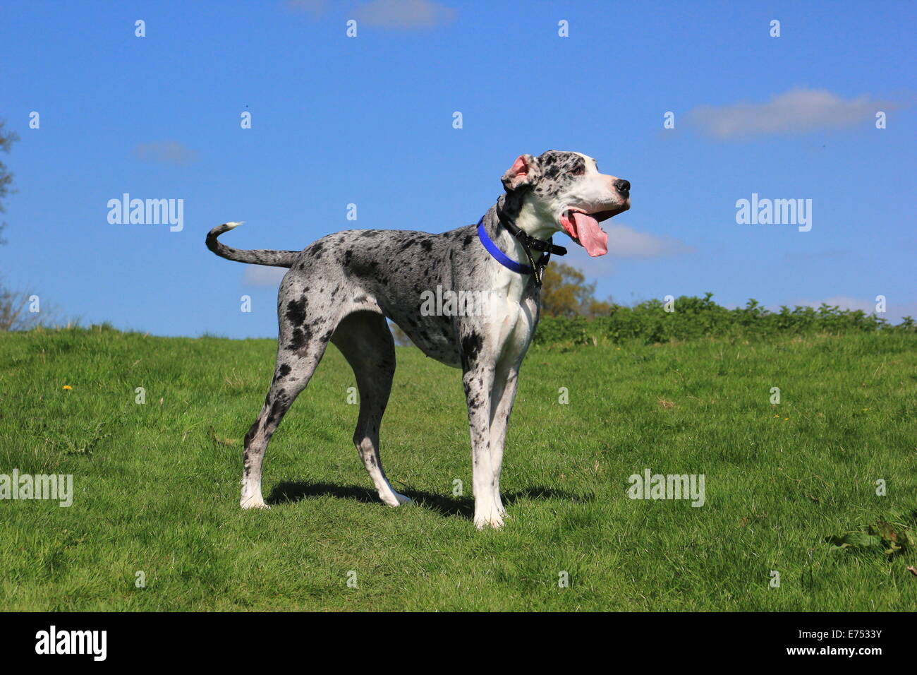 Blue great dane dog hires stock photography and images Alamy