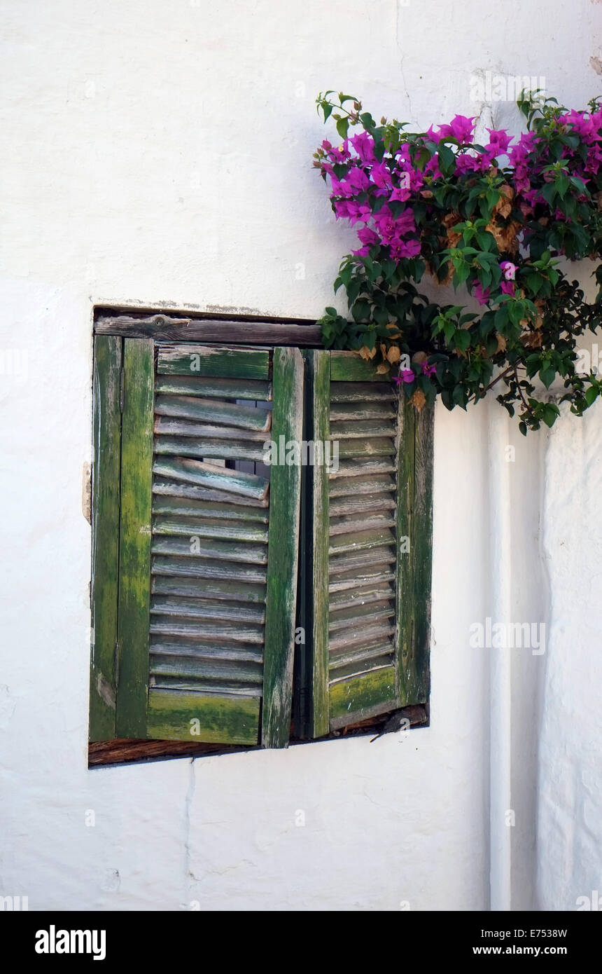 purple bougainvillea growing beside old wooden shutters on whitewashed house wall, Menorca, Spain Stock Photo