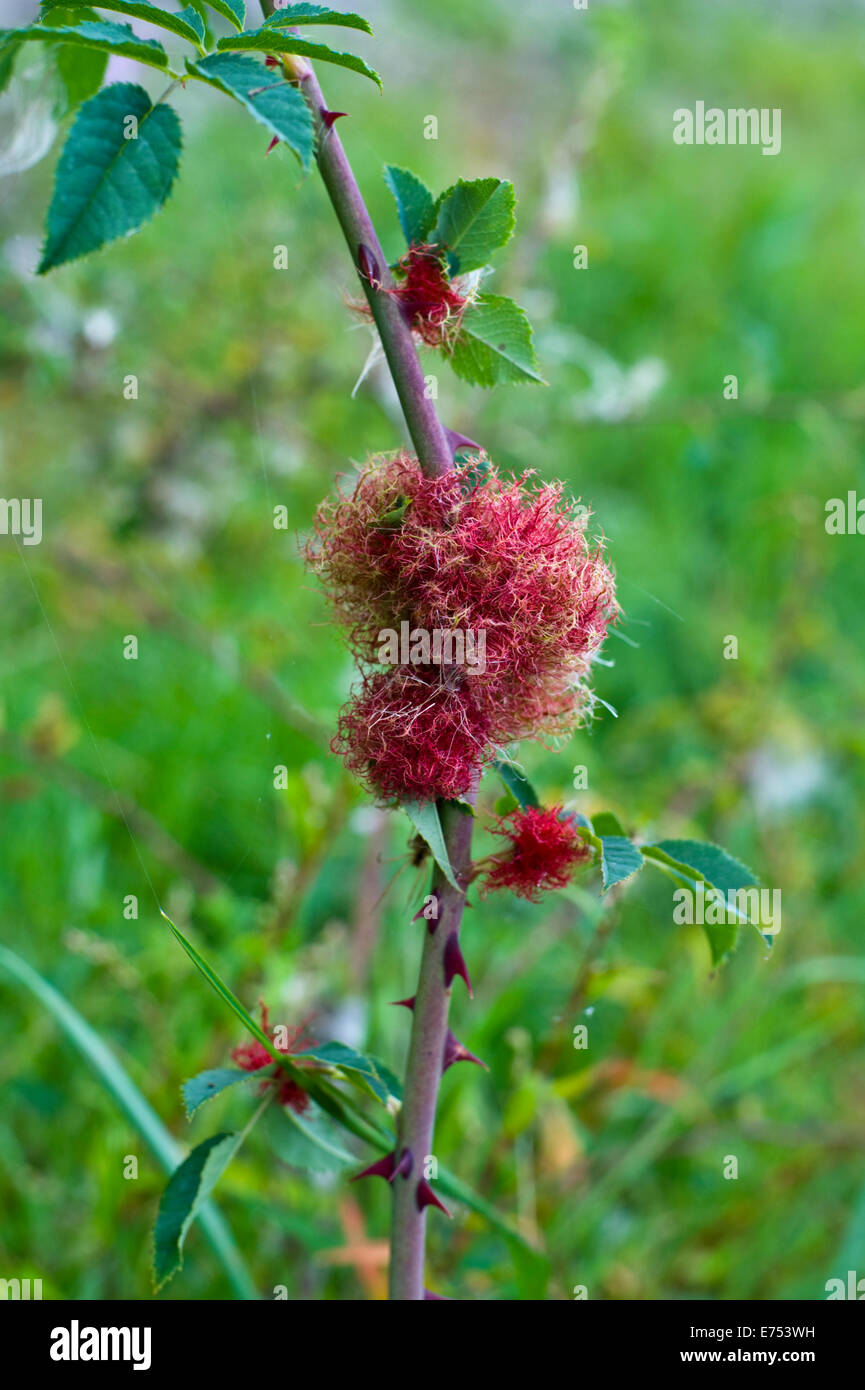 The rose bedeguar gall, Robin's pincushion gall, or moss gall growing