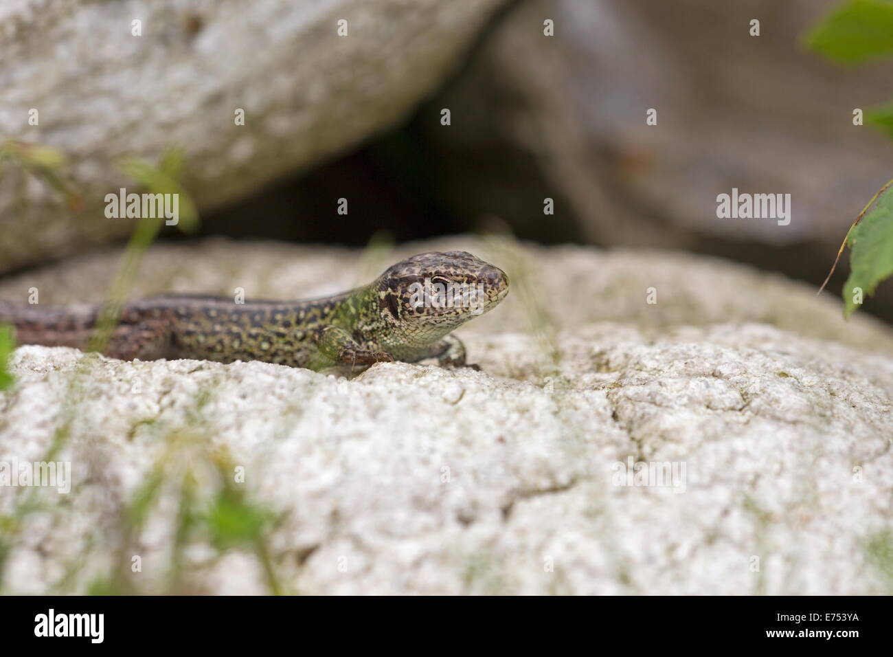 Wall lizard sitting on a rock, Netherlands Stock Photo