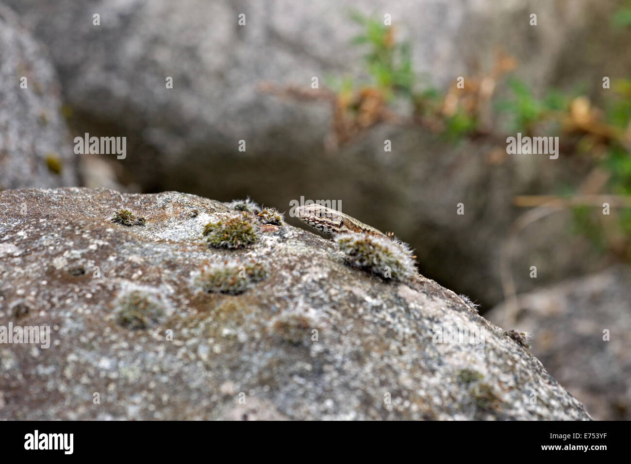 Lizard sticks his head above a rock, Netherlands Stock Photo