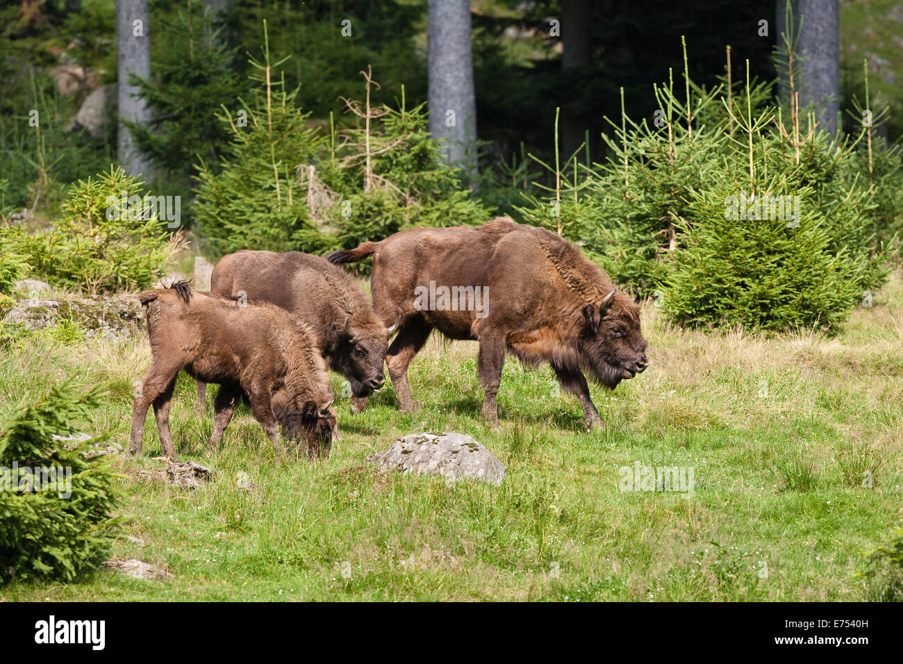 Captive European Bison in Germany Stock Photo