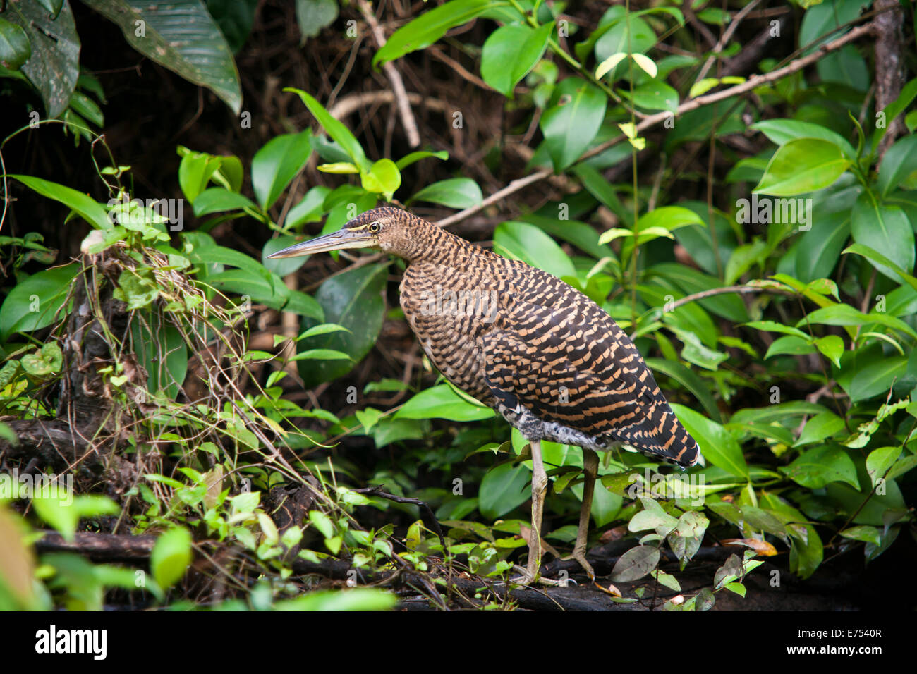 Young tiger heron in Costa Rica Stock Photo