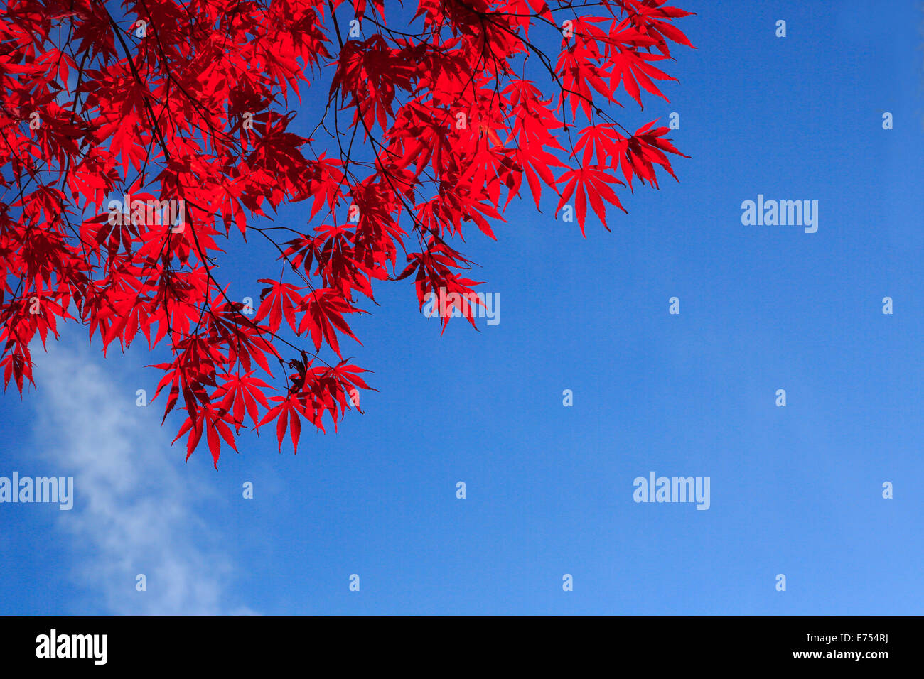 Autumn leaf against blue sky Stock Photo - Alamy