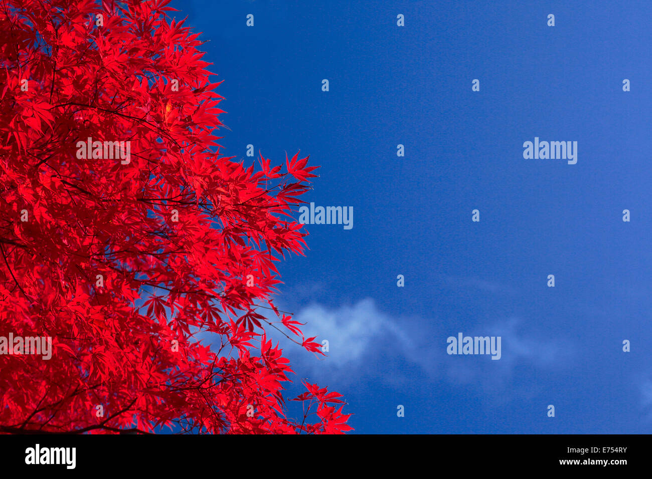 Autumn leaf against blue sky Stock Photo - Alamy