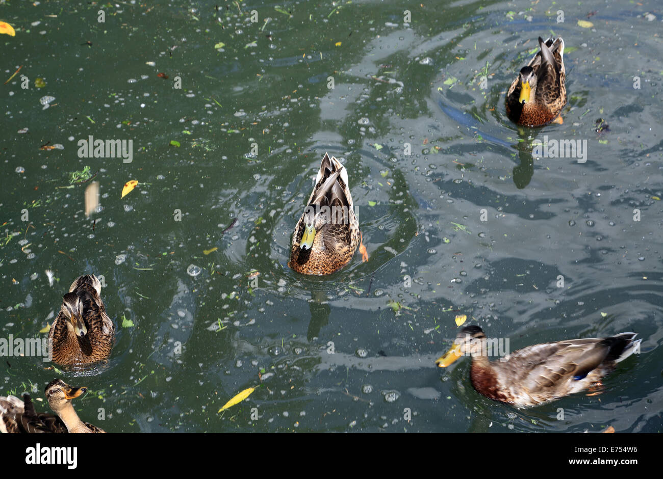 ducks on River Loir at Promenade de la Fontaine, Illiers Combray, Centre, Eure et Loir, France Stock Photo