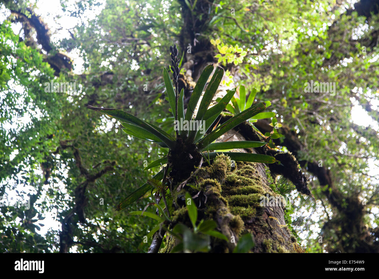 An epiphyte in Costa Rica Stock Photo