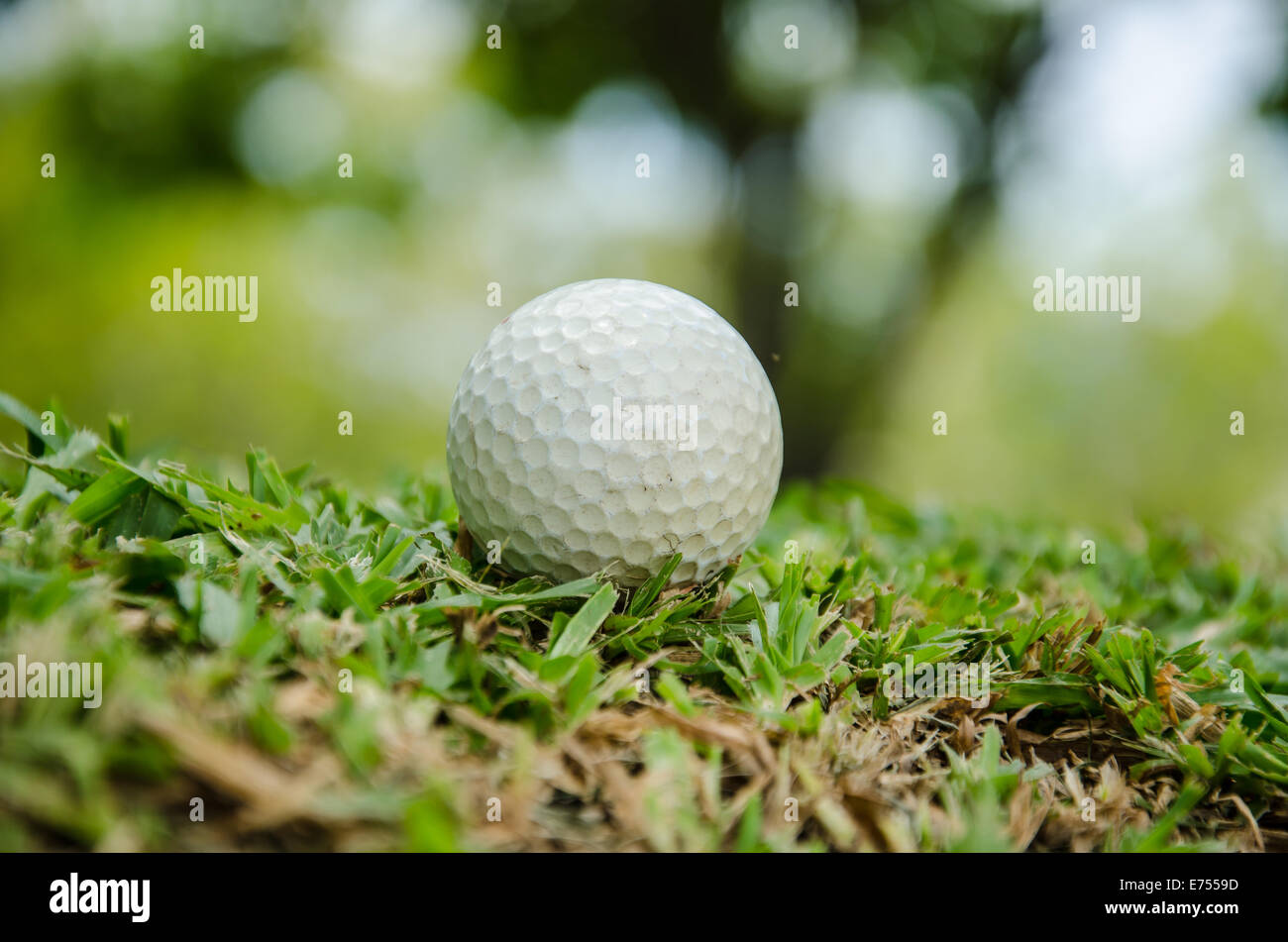 white golf ball on grass Stock Photo Alamy