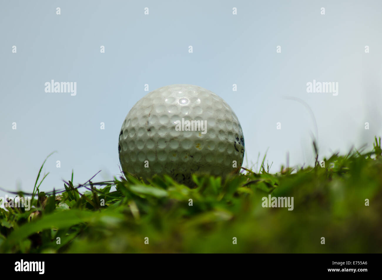 white golf ball on grass Stock Photo Alamy