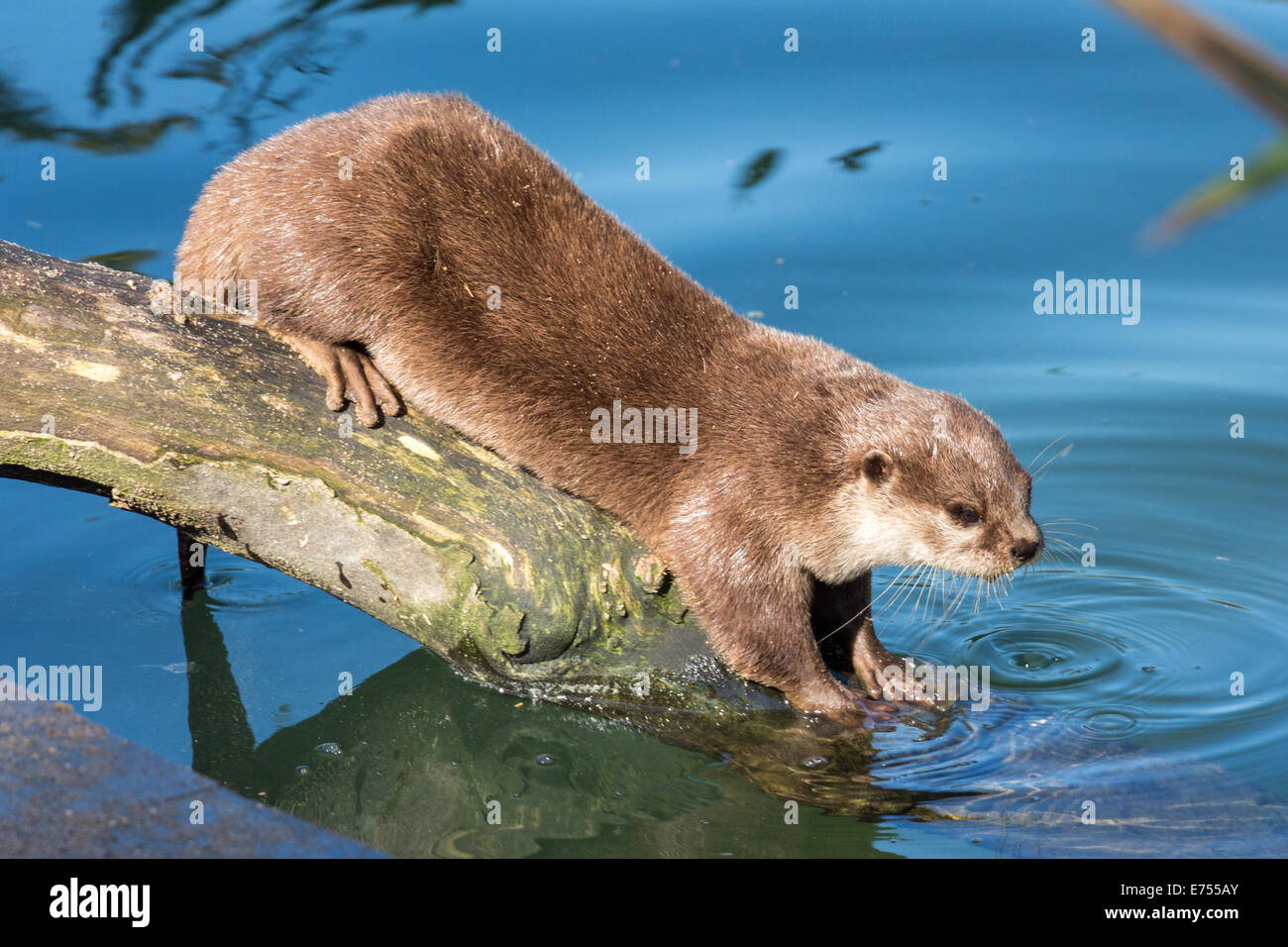 Asian small-clawed otter standing on a log Stock Photo