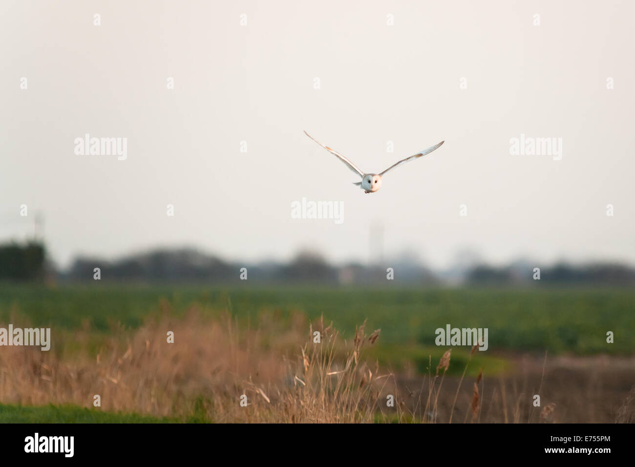 A wild barn owl (Tyto alba) at Romney Marsh Kent, UK. Stock Photo