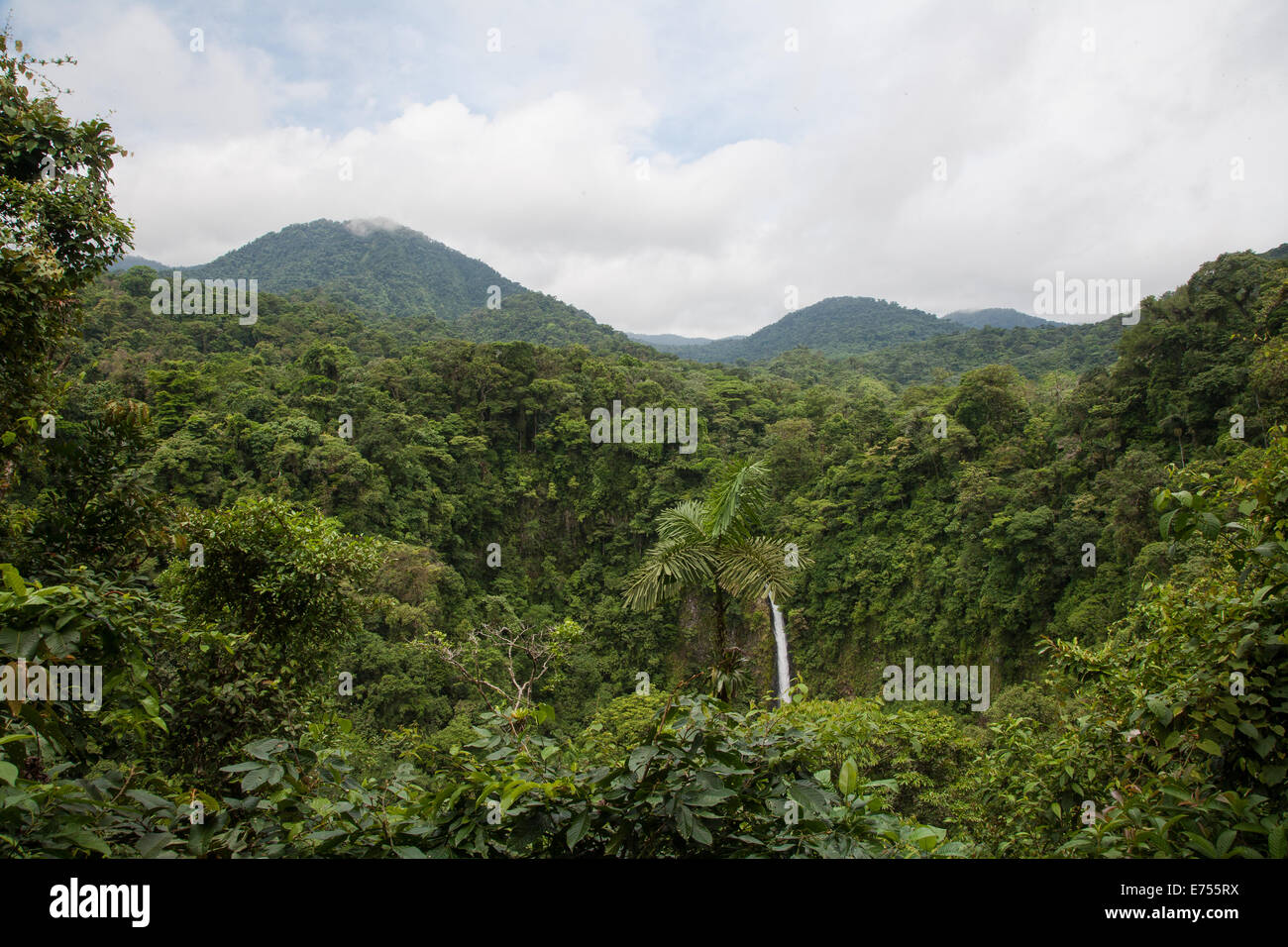 Jungle view in Costa Rica Stock Photo Alamy