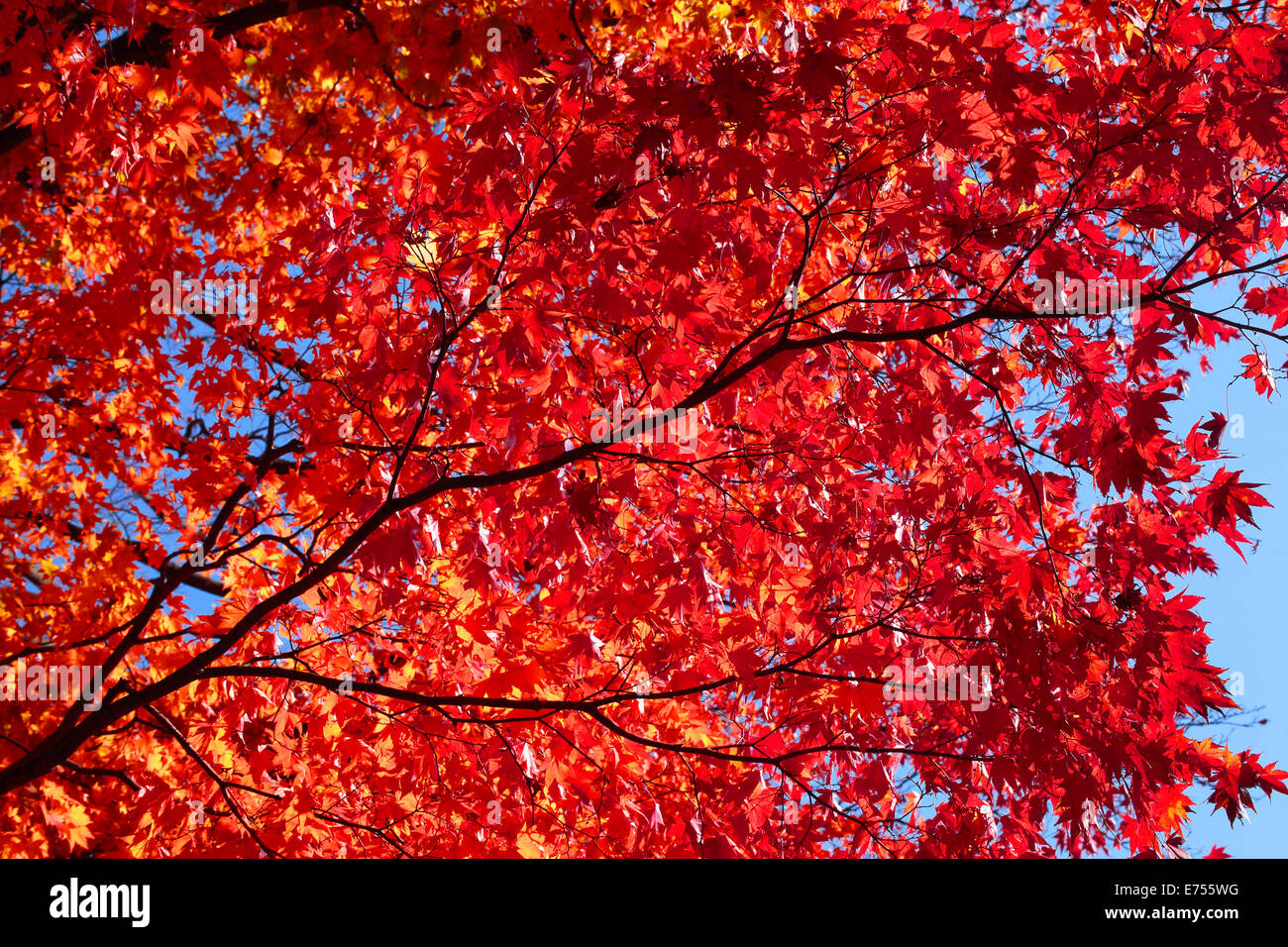 Autumn Leaves In Japan Stock Photo Alamy