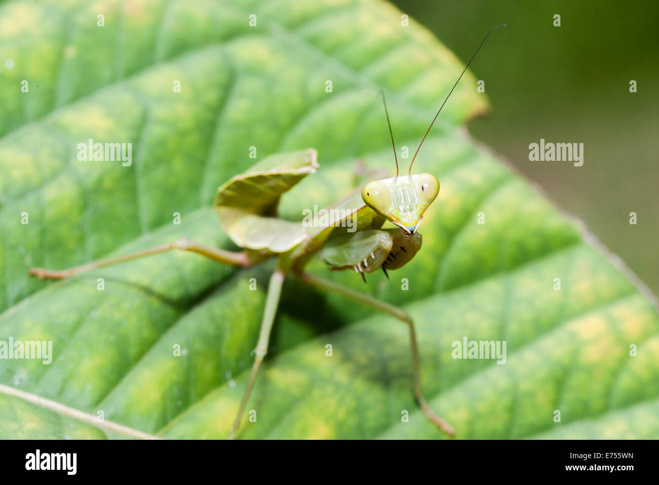 An Asian Praying Mantis Stock Photo - Alamy