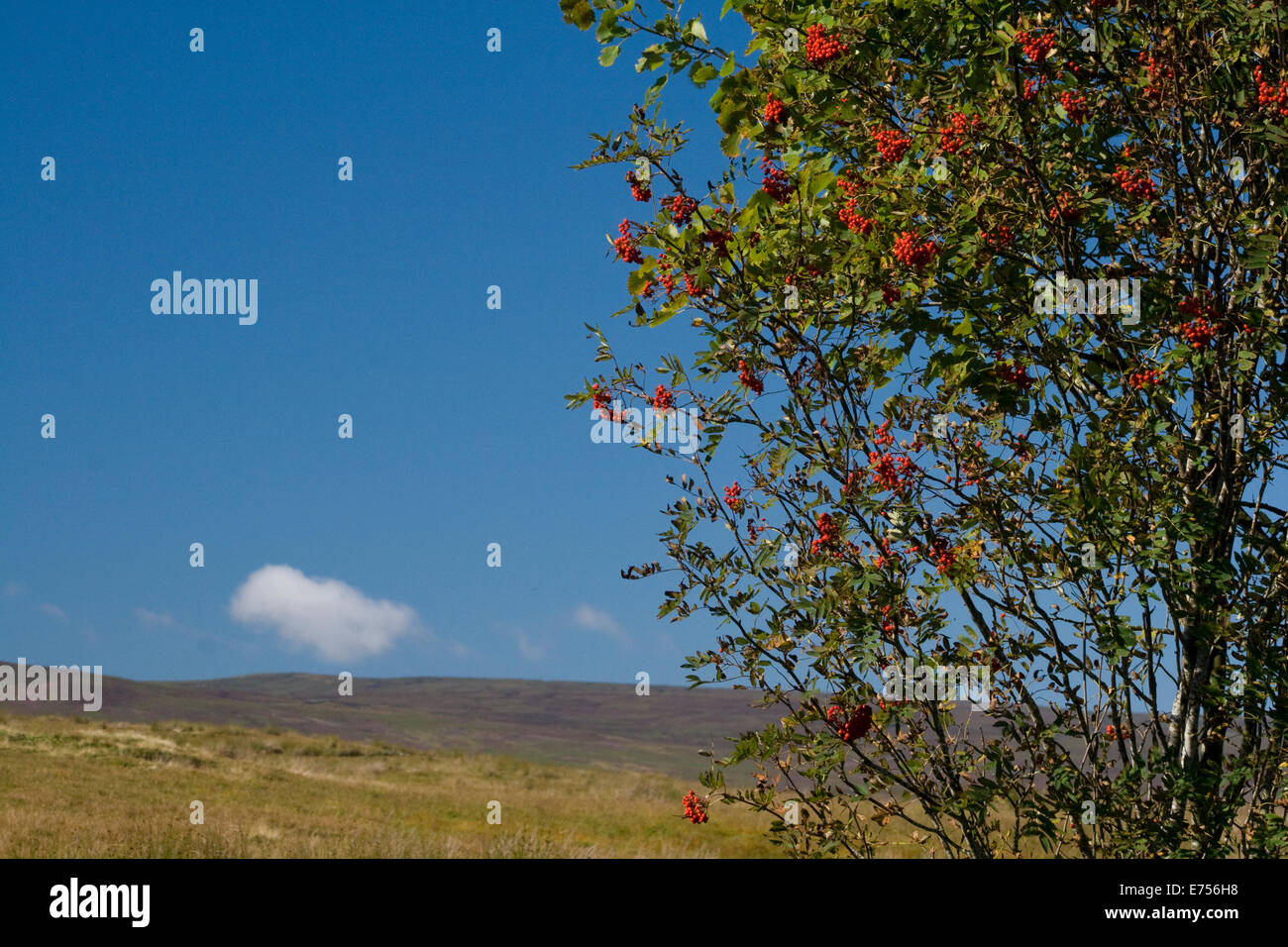 rowan berries & blue sky Stock Photo - Alamy