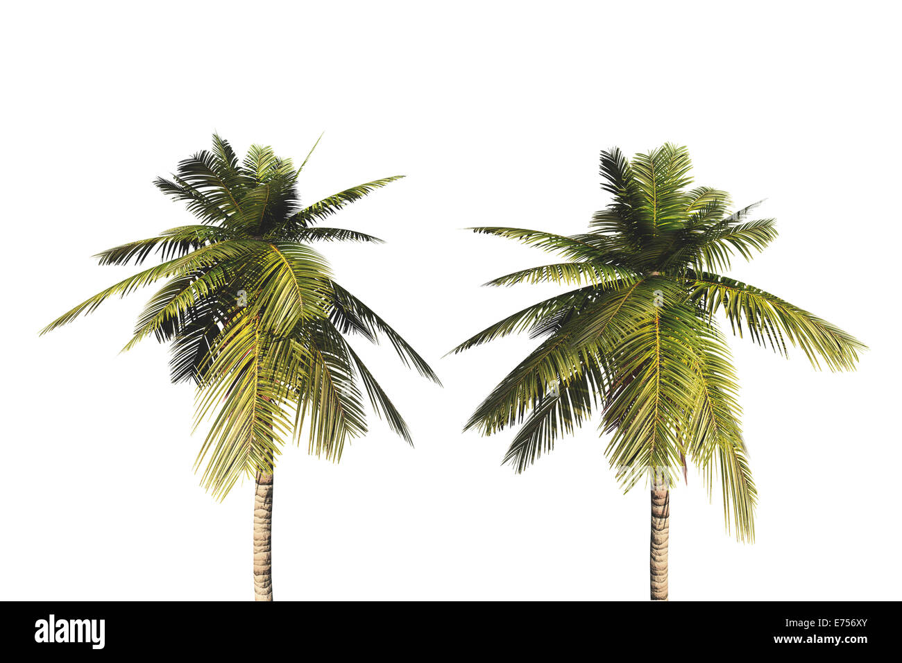 Palm trees, isolated on white background Stock Photo - Alamy