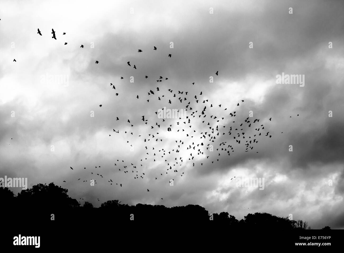 A flow of crows in the UK Stock Photo