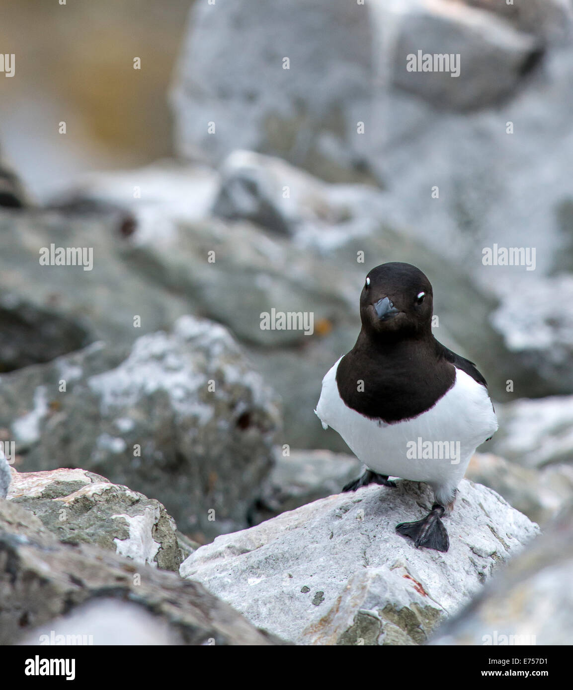 Auk bird hi-res stock photography and images - Alamy, image size:1153x1390