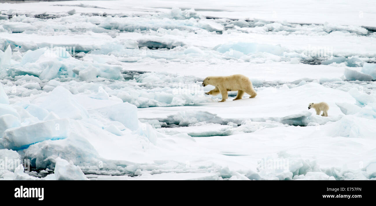 Female Polar bear (Ursus maritimus) and cub walking on pack ice Svalbard Norway Arctic Circle Scandinavia Europe Stock Photo