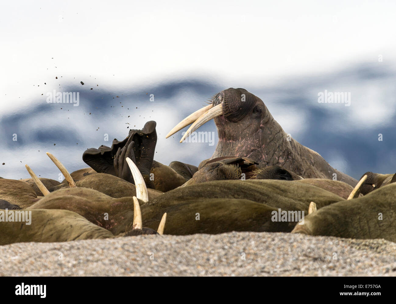 Atlantic walruses (Odobenus rosmarus) Torellneset Svalbard Norway ...