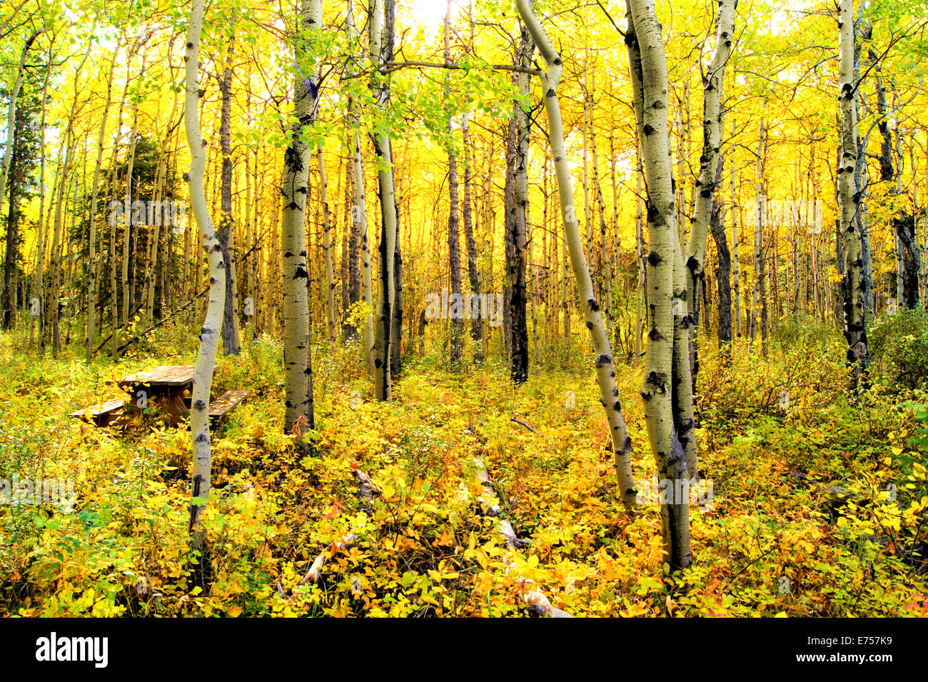 Vibrant colors of an alpine aspen forest in the Canadian Rockies Stock Photo