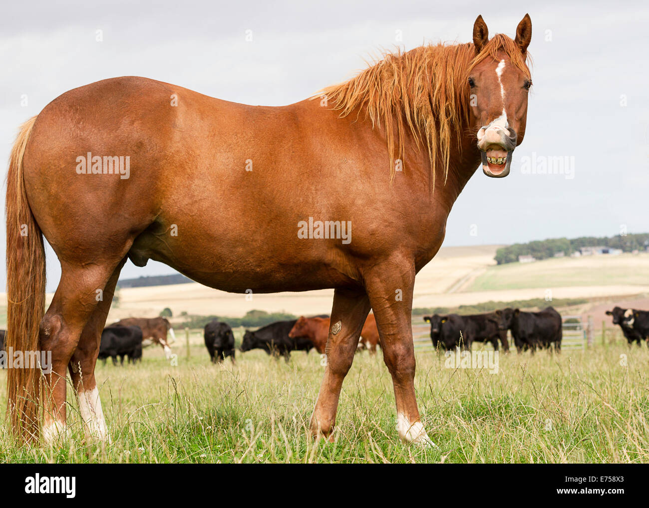 Cheeky horse hi-res stock photography and images - Alamy