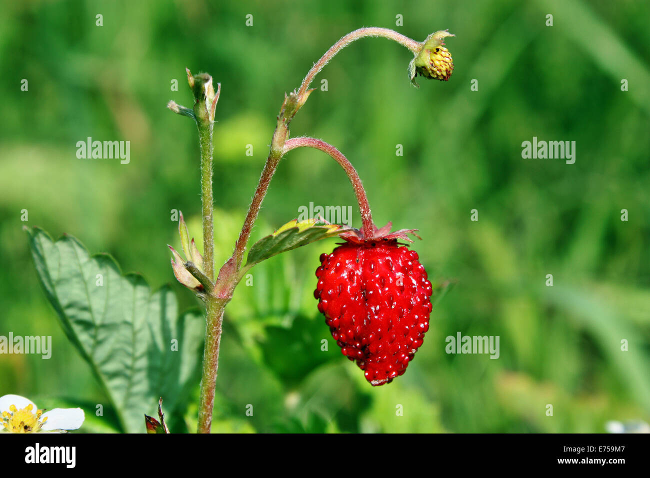 Ripe wild strawberry growing in the garden Stock Photo - Alamy