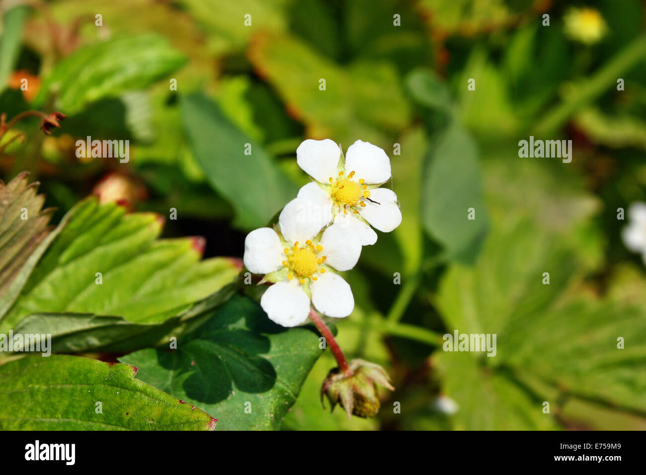 Flower wild strawberry in the forest Stock Photo - Alamy