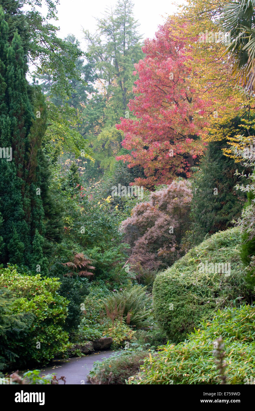 Autumnal scene glade of trees Bath Botanical Victoria Park Gardens UK Stock Photo