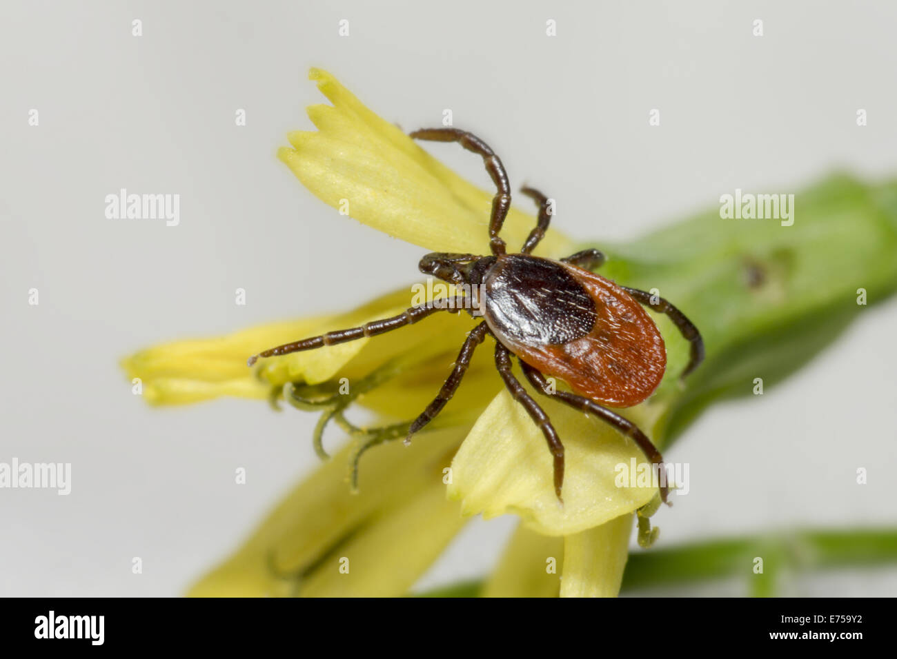 The Sheep Tick Stock Photo - Alamy