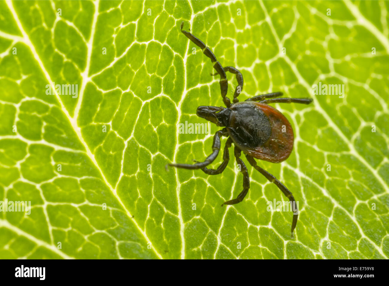 The Sheep Tick Stock Photo - Alamy
