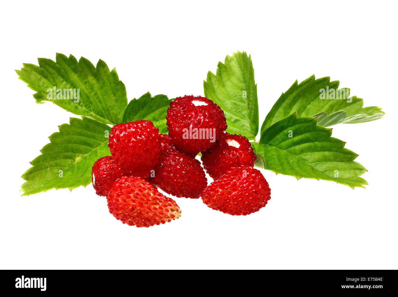 Wild strawberry isolated on white background Stock Photo - Alamy