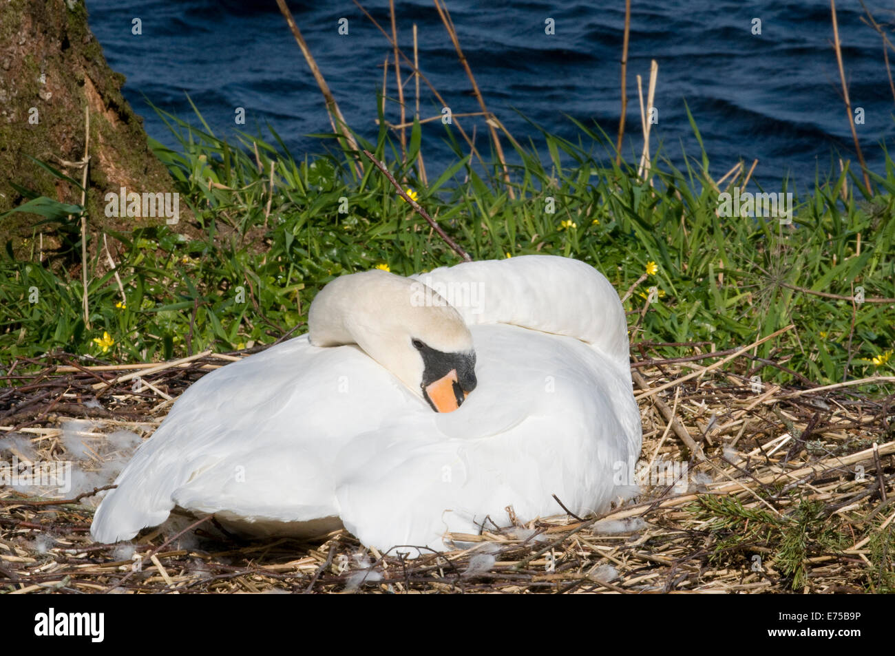 Swan nesting at Inchmahome Priory Lake of Menteith Trossachs Stirling Scotland Stock Photo