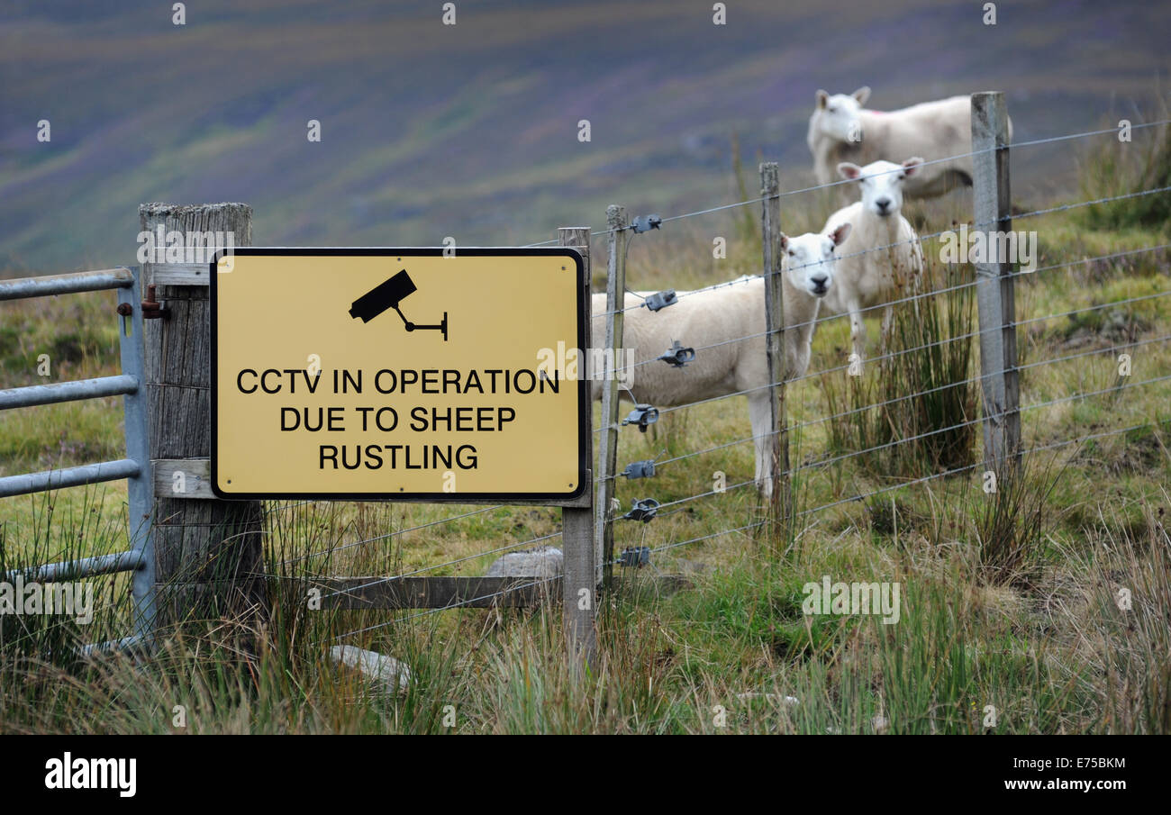 CCTV SHEEP RUSTLING SIGN ON FENCE WITH SHEEP RE FARMING THEFT ANIMAL LIVESTOCK THIEVES RURAL CRIME RUSTLERS FIELDS LAMBS UK Stock Photo