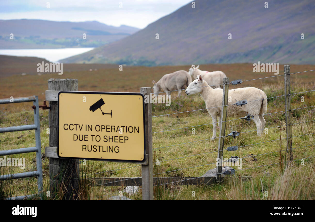 CCTV SHEEP RUSTLING SIGN ON FENCE WITH SHEEP RE FARMING THEFT ANIMAL LIVESTOCK THIEVES RURAL CRIME RUSTLERS FIELDS LAMBS UK Stock Photo