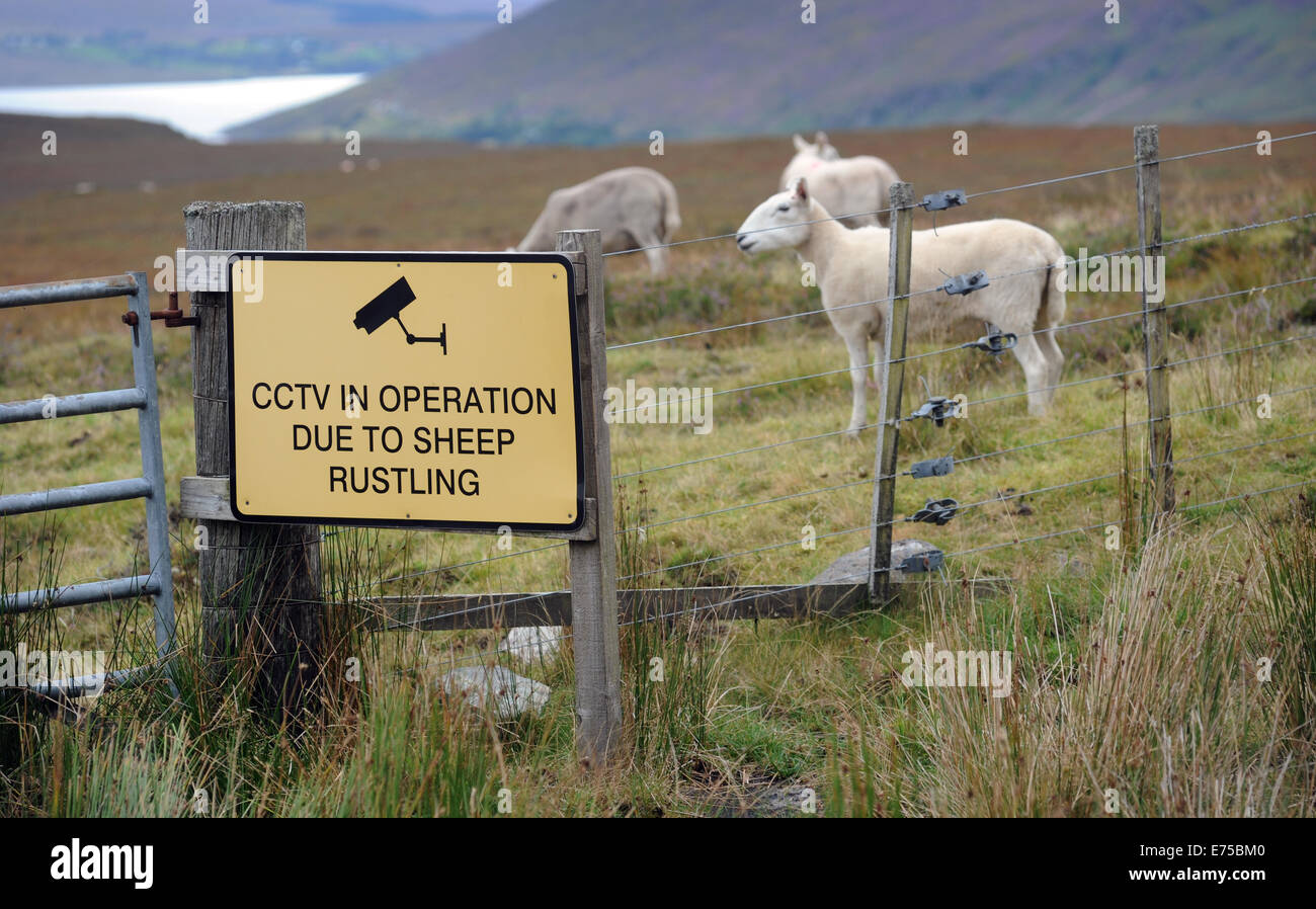 CCTV SHEEP RUSTLING SIGN ON FENCE WITH SHEEP RE FARMING THEFT ANIMAL LIVESTOCK THIEVES RURAL CRIME RUSTLERS FIELDS LAMBS UK Stock Photo