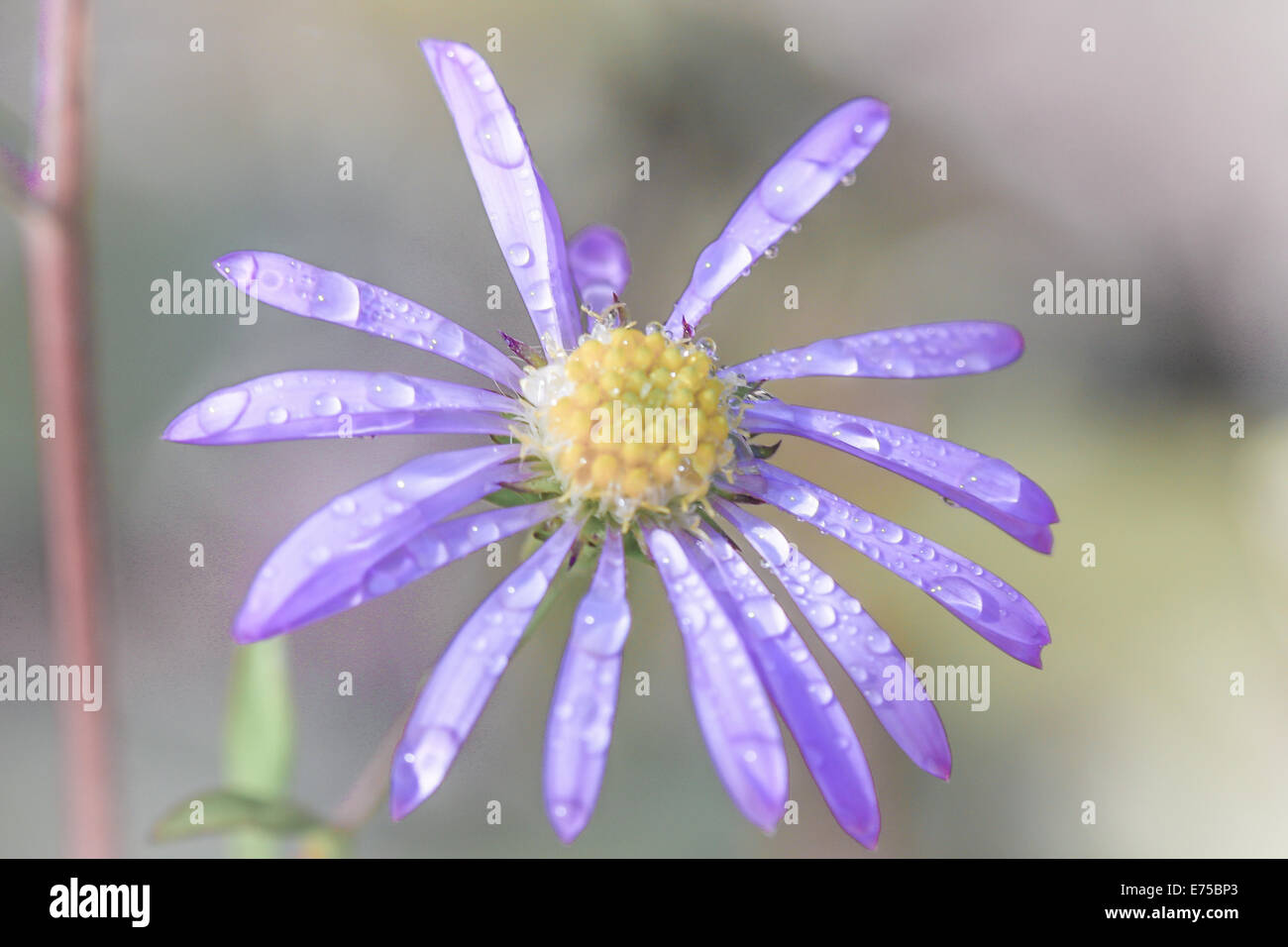 Missing petals hires stock photography and images Alamy
