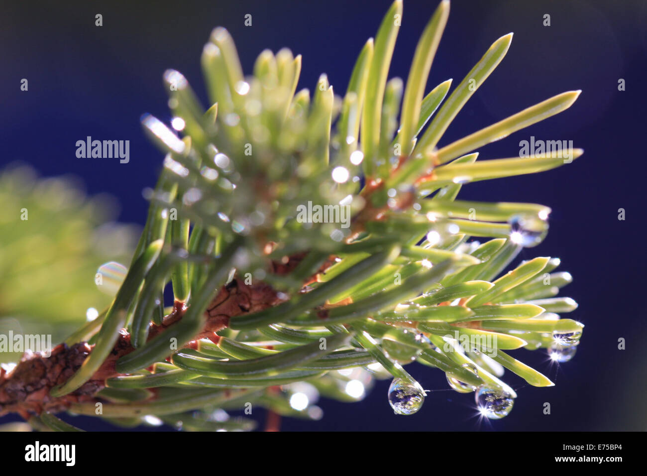 Pine tree water droplets Drops of water on pine tree leaves sparkling