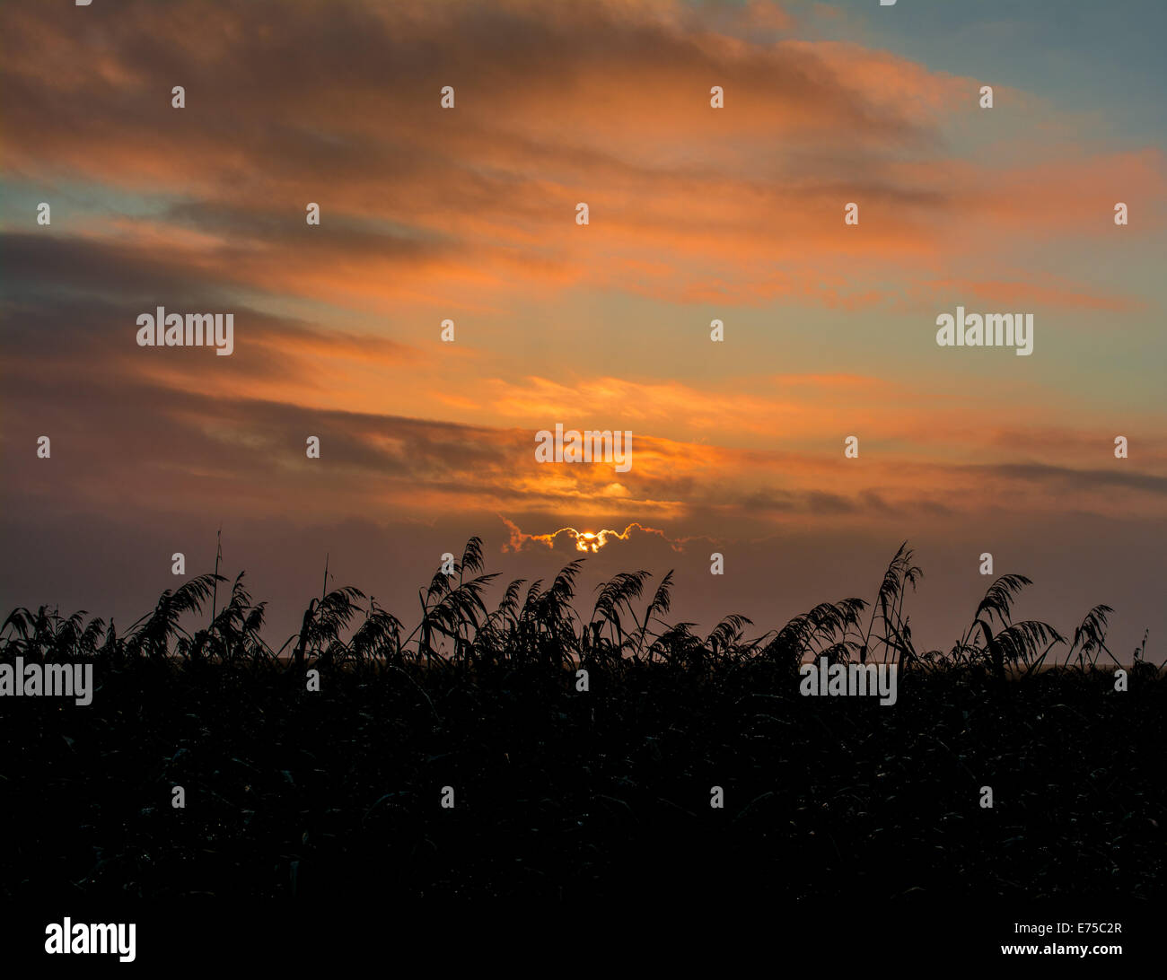 Red clouds over marsh Stock Photo