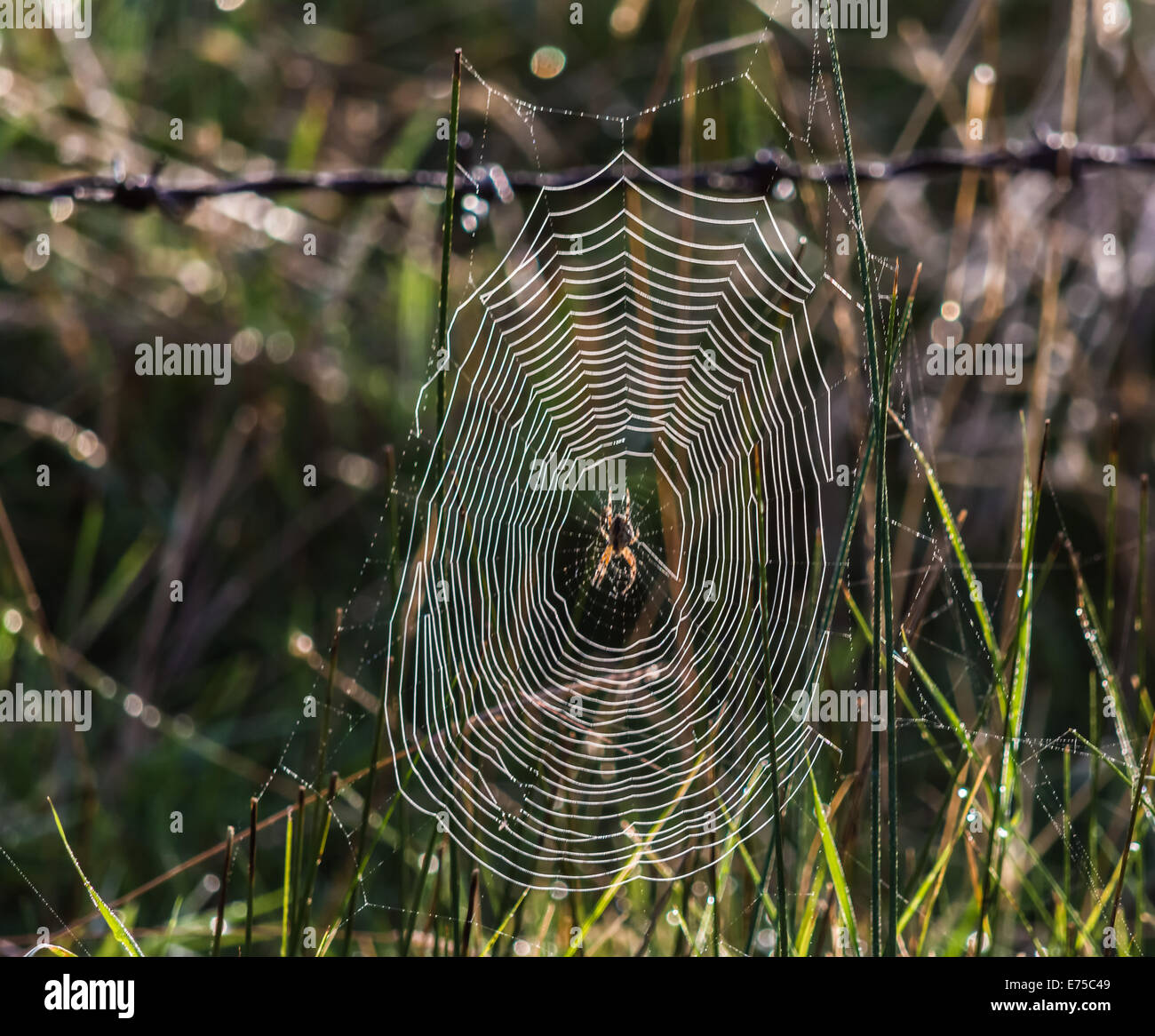 Spider in cobweb Stock Photo