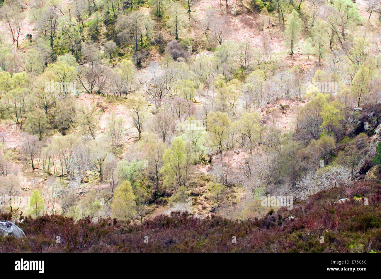View of autumnal trees from Ben A'an Loch Katrine Trossachs National Park Stirling Scotland Stock Photo