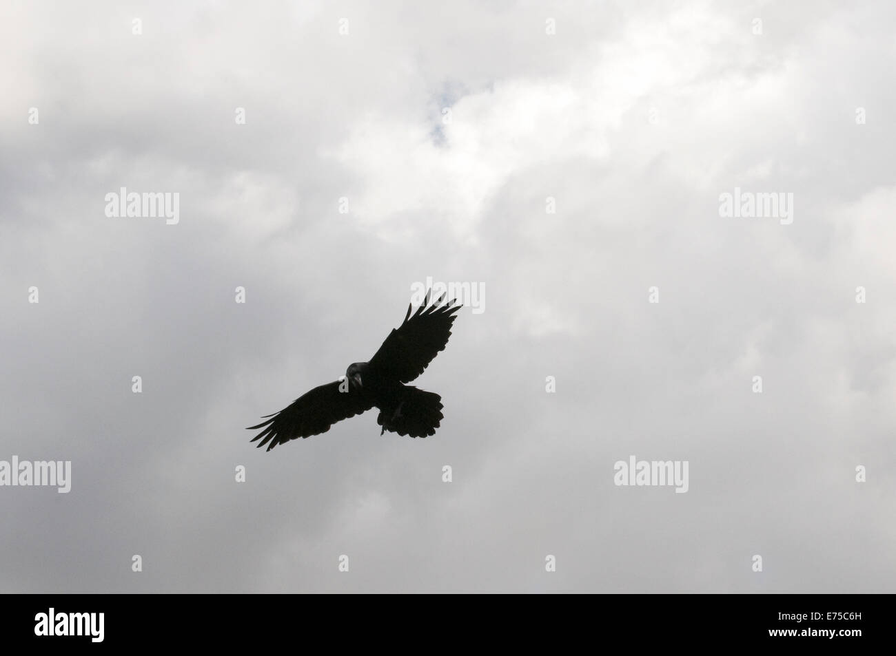 Black Raven on Ben A'an Loch Katrine Trossachs National Park Stirling Scotland Stock Photo