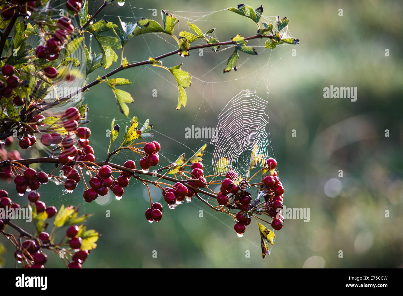 Autumn morning Stock Photo