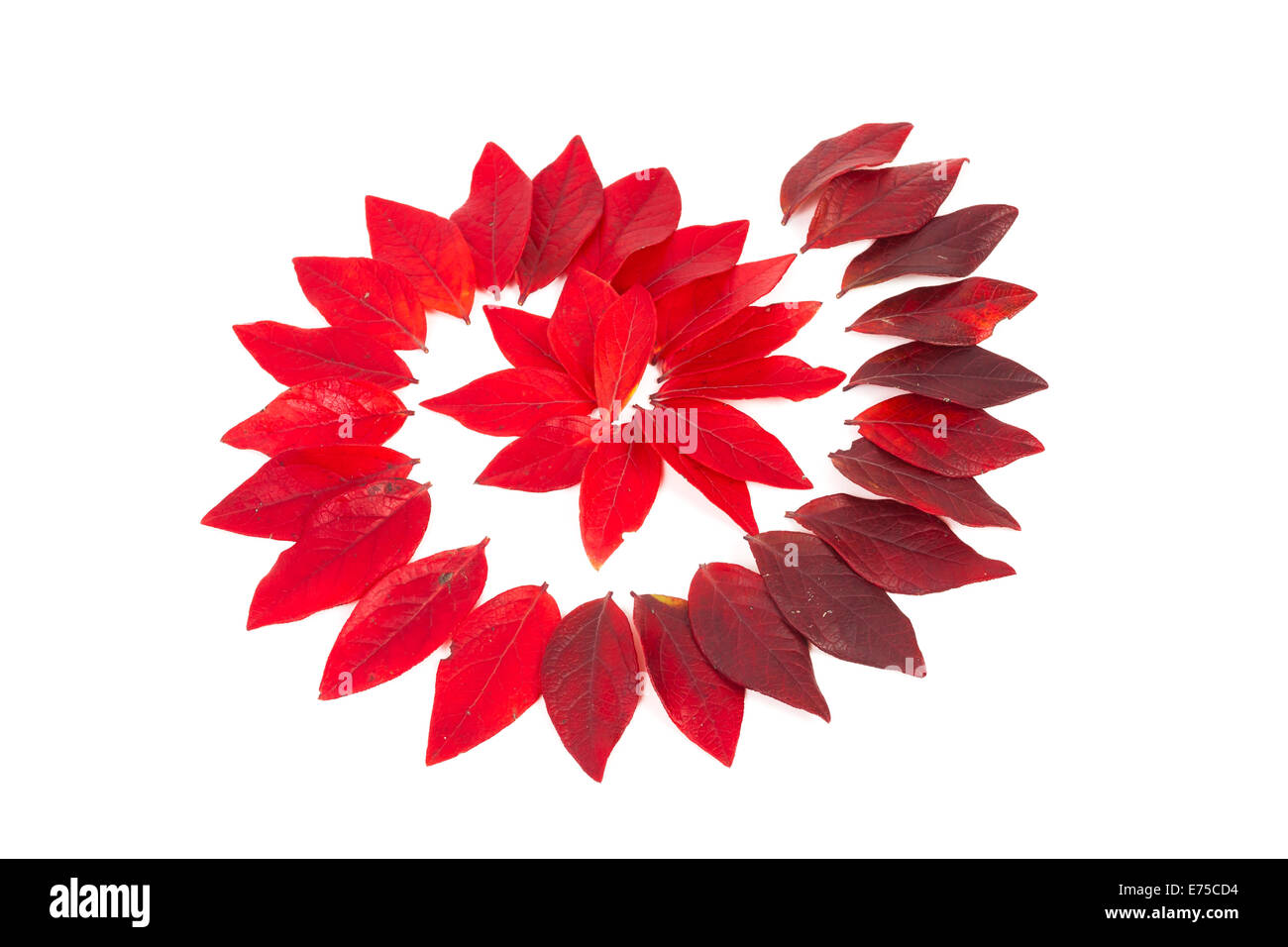 autumn red leaves isolated on white Stock Photo - Alamy